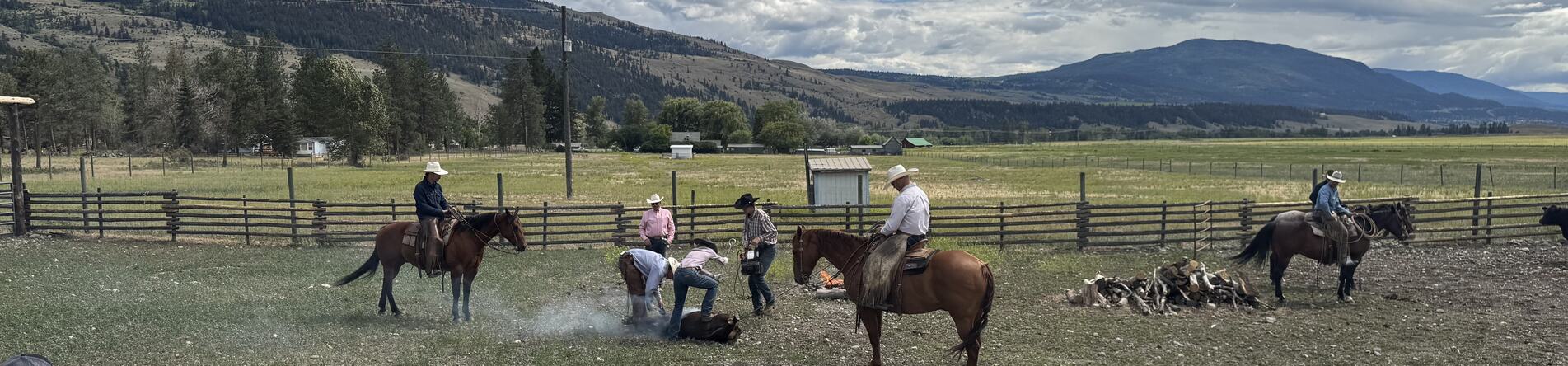 Cattle branding demonstration at a BC ranch