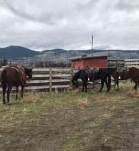 Horses at Nicola Ranch