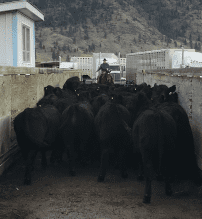 Cows being corralled at Nicola Ranch